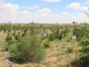 “Эрдэнэс-Тавантолгой” ХК Ногоон говь хөтөлбөр хэрэгжүүлж байна nogoon-gobi-hotolbor