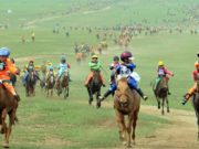 П.Хорлоо: 942 хүүхэд мориноос унаж, 22 хүүхэд хүнд гэмтэл авч байсан