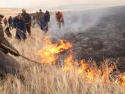 Сүхбаатар аймагт 14000 га талбайд хээрийн ТҮЙМЭР гарчээ heeriin-tuimer