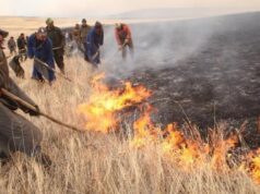 Сүхбаатар аймагт 14000 га талбайд хээрийн ТҮЙМЭР гарчээ heeriin-tuimer