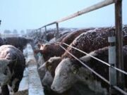 ХХААХҮЯ-ны мэдээлснээр малын тэжээлийн үнэ буурсан гэв maliin-tejeel-2021