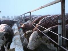 ХХААХҮЯ-ны мэдээлснээр малын тэжээлийн үнэ буурсан гэв maliin-tejeel-2021