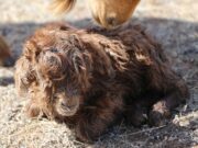 Баруун аймгууд мал төллөлтөөр ТЭРГҮҮЛЖ байна mal-tollolt