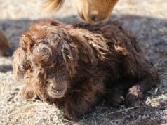 Баруун аймгууд мал төллөлтөөр ТЭРГҮҮЛЖ байна mal-tollolt