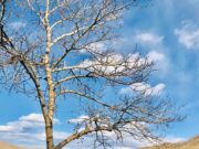 Улаанбаатар хотод цас орохгүй, 14 хэм дулаан tsag-agaar-2021