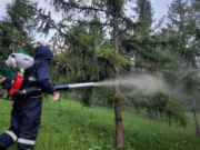 Нийслэлийн ногоон бүсийн ойн сангийн шавжийг устгаж байна